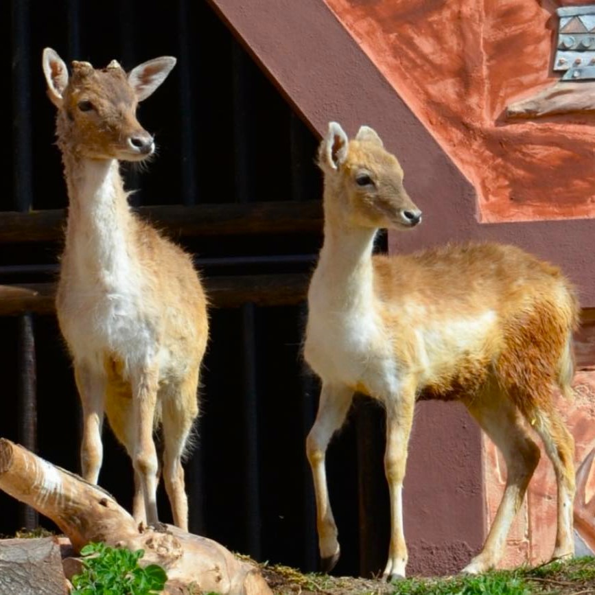 450186937_879135257588425_1762542235743515706_n (1)