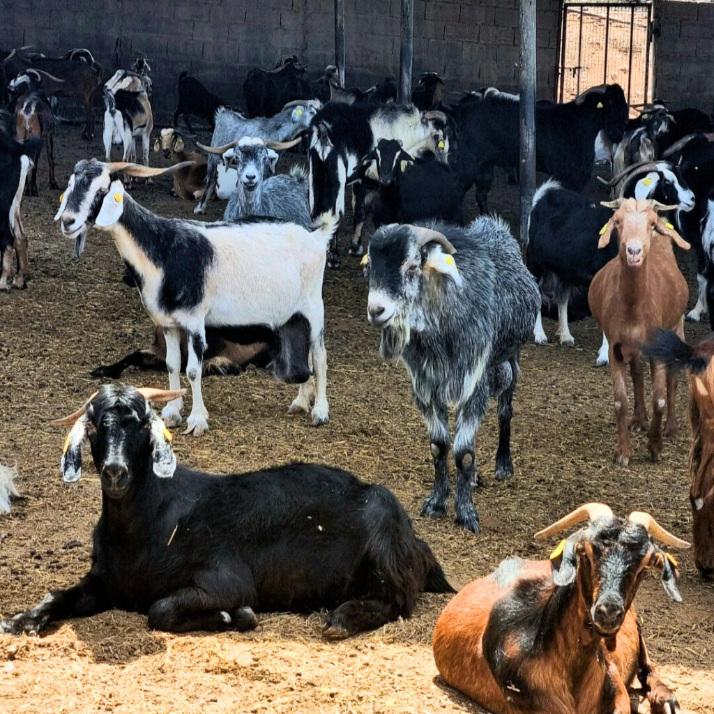 8c56985b-2ef9-4994-8ae3-f1af2b099827