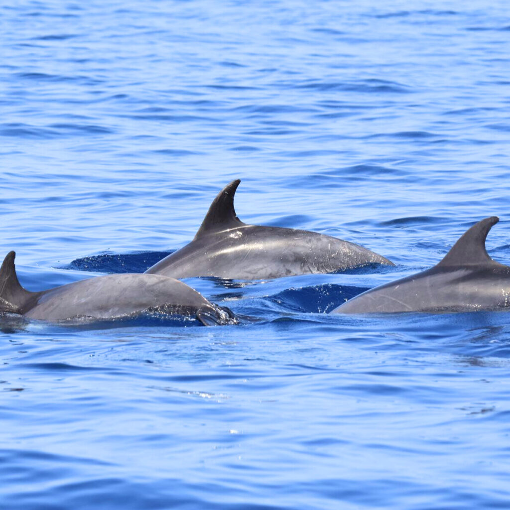 9fe9e931-4f92-4e94-aa81-d3cb6ac11b52