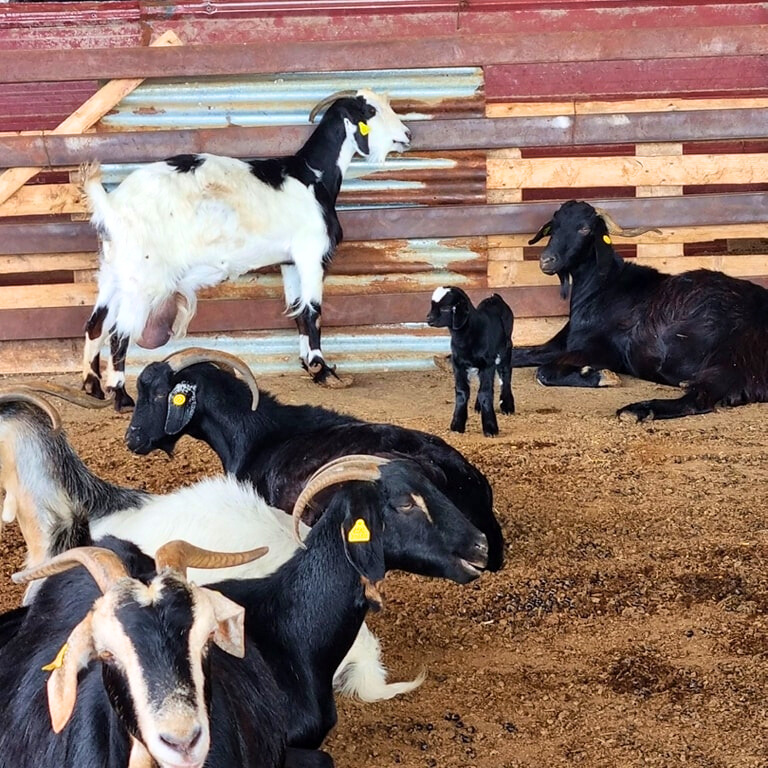 cd085faf-84c5-4e73-b305-9b604256d86e