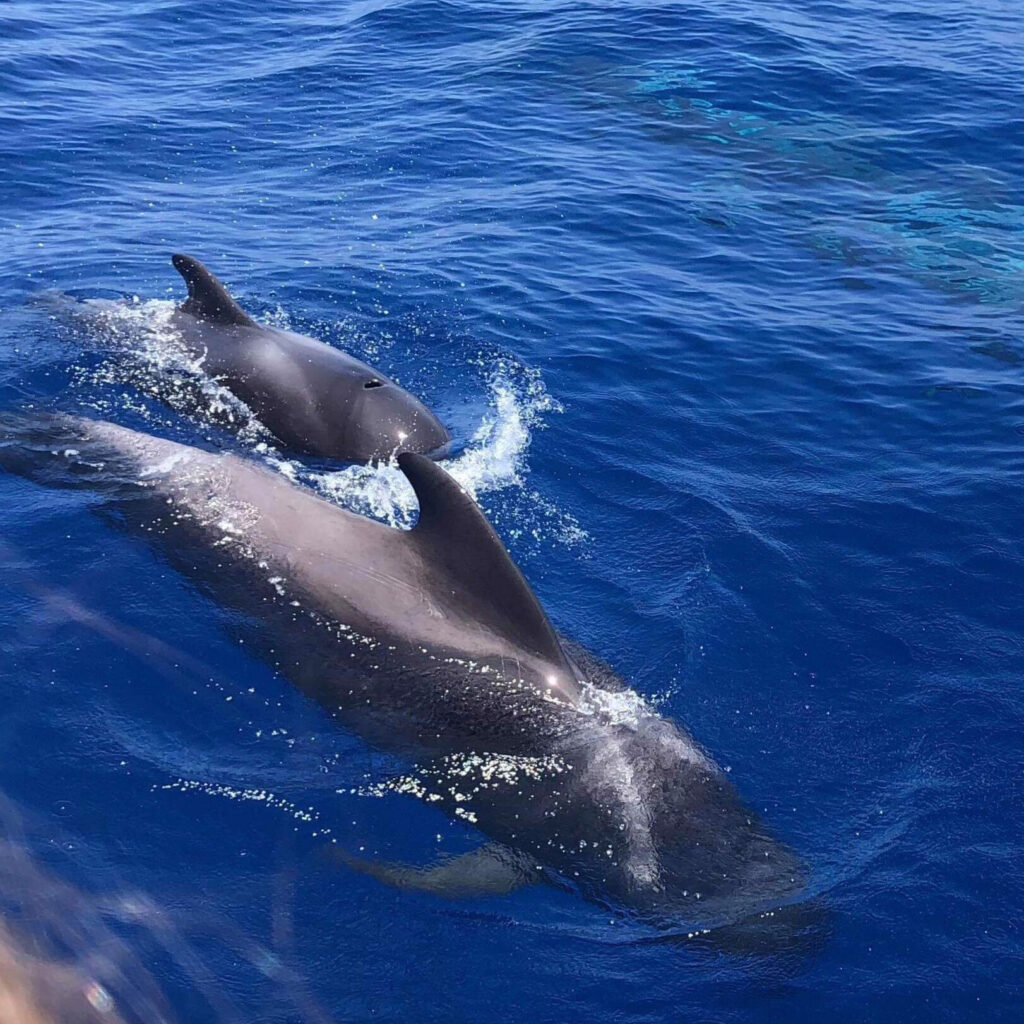 cf921949-013c-4235-b196-0c167092330b