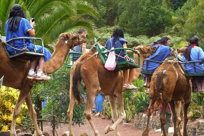 Paseo-camello-Tenerife-1.jpg
