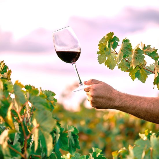 A vertical shot of a person holding a glass of wine in the vineyard under the sunlight
